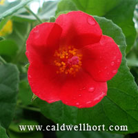 Hibiscus cardiophyllus